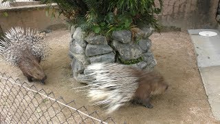 インドタテガミヤマアラシ の追いかけっこ (周南市徳山動物園) 2018年5月19日