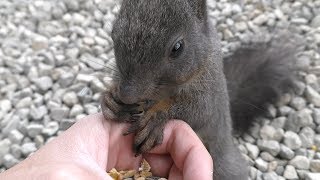 エゾリス に餌やり体験 (リスの森 飛騨山野草自然庭園) 2019年4月3日