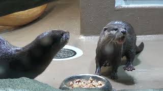 Asian short-clawed otter (Minatoyama Aquarium, Hyogo, Japan) July 1, 2022