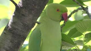 ワカケホンセイインコ (品川区某所) 2018年4月22日