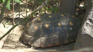 アカアシガメ (浦安市交通公園 動物広場) 2023年8月4日