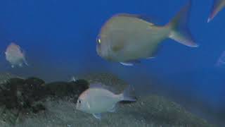 擬態するカレイ (京急油壺マリンパーク) 2018年2月25日