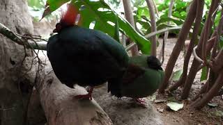 Crested Partridge (KOBE ANIMAL KINGDOM, Hyogo, Japan) October 24, 2021