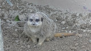 Meerkat (ADVENTURE WORLD, Wakayama, Japan) December 25, 2018