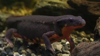 Sword-tail newt (DMM Kariyushi Aquarium, Okinawa, Japan) July 29, 2023