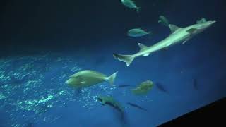 綿津見の景 (四国水族館) 2021年8月4日
