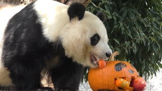 ジャイアントパンダ の『タンタン』にハロウィンかぼちゃのプレゼント (王子動物園) 2019年10月27日