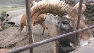 Mouflon (Nasu SafariPark, Tochigi, Japan) December 7, 2018