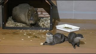 かわうそかぴばランド (八景島シーパラダイス) 2018年4月14日