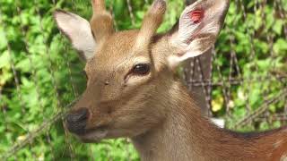 North Honshu sika (Okinawa Zoo & Museum, Okinawa, Japan) July 29, 2023