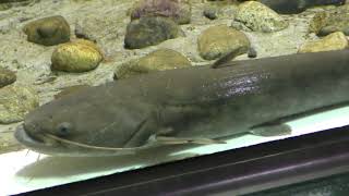 ナマズ (さいたま水族館) 2018年12月9日
