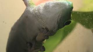 マダガスカルミドリヤモリ (東山動植物園) 2021年7月22日