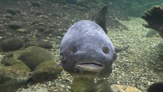 ゆるい流れの魚 (世界淡水魚園水族館 アクア・トト ぎふ) 2019年1月25日