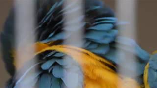 Blue-and-yellow Macaw (Yumemi ZOO, Kanagawa, Japan) December 16, 2017