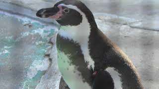 Humboldt penguin (TENNOJI ZOO, Osaka, Japan) November 3, 2017