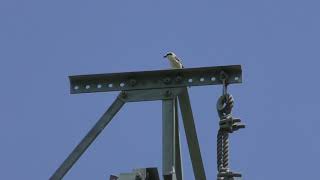 チゴモズ？ (北海道士別市) 2019年6月19日