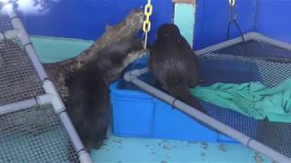 Asian short-clawed otterJapanese marten (Katsurahama Aquarium, Kochi, Japan) March 24, 2018