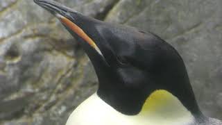 Emperor penguin (ADVENTURE WORLD, Wakayama, Japan) December 24, 2018