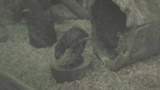 Tawny Frogmouth (Tama Zoological Park, Tokyo, Japan) September 23, 2017