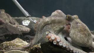 マダコ の食事 (のとじま水族館) 2019年8月17日