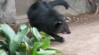 Binturong (KOBE ANIMAL KINGDOM, Hyogo, Japan) October 24, 2021