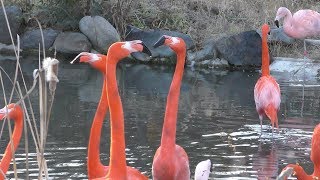Chilean flamingo & American Flamingo (Higashiyama Zoo, Aichi, Japan) January 22, 2019