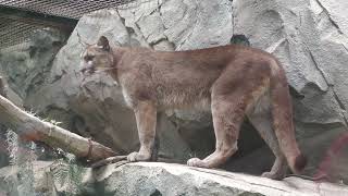 Cougar (KOBE ANIMAL KINGDOM, Hyogo, Japan) July 14, 2023