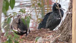 Great Cormorant & Swan goose (Ueno Zoological Gardens, Tokyo, Japan) February 4, 2018