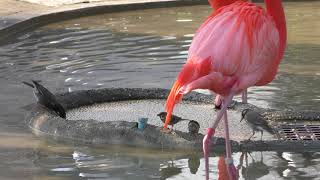 フラミンゴの餌を食べる小鳥たち (上野動物園) 2018年2月17日