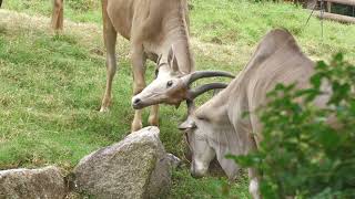 Eland (TENNOJI ZOO, Osaka, Japan) October 19, 2021