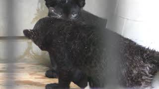 クロヒョウ の赤ちゃん (浜松市動物園) 2018年7月1日