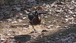 インドガン と アオガン (多摩動物公園) 2019年1月18日