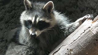 Common raccoon (KOBE ANIMAL KINGDOM, Hyogo, Japan) April 23, 2021