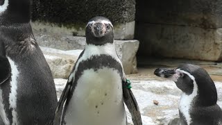 フンボルトペンギン (千葉市動物公園) 2020年9月17日