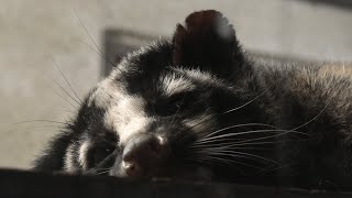 Masked musang (TENNOJI ZOO, Osaka, Japan) October 11, 2021