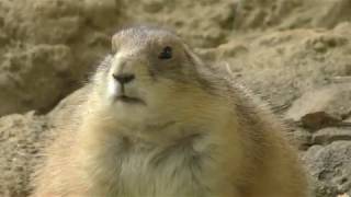 ぽっちゃりプレーリードッグ (千葉市動物公園) 2017年9月24日