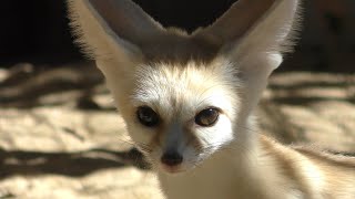 Fennec (Inokashira Park Zoo, Tokyo, Japan) September 9, 2018