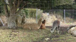 Alpaca (Izu Animal Kingdom, Shizuoka, Japan) March 17, 2018