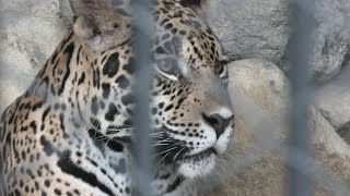 ジャガー  の『リンド』 (東武動物公園) 2020年9月18日