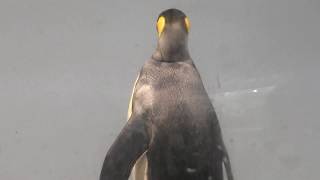 King penguin (Maxell AQUA PARK SHINAGAWA, Tokyo, Japan) February 25, 2018