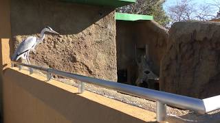 コツメカワウソ舎の アオサギ (のんほいパーク／豊橋総合動植物公園) 2018年12月13日