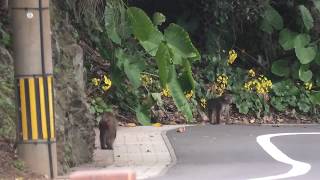 ニホンザル (鹿児島県 佐多岬) 2019年12月10日