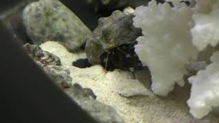 ユビワサンゴヤドカリ (エビとカニの水族館) 2018年12月26日