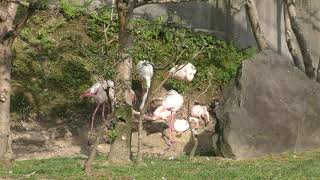 オオフラミンゴ (長崎県立大村湾自然公園大崎くじゃく園) 2019年4月21日