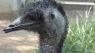 エミュー (王子動物園) 2018年9月16日
