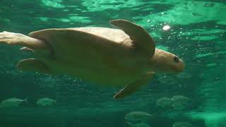 Sea turtle (Suma Aqualife Park, Hyogo, Japan) May 31, 2023