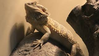 Central bearded dragon (KAMINE ZOO, Ibaraki, Japan) December 4, 2018