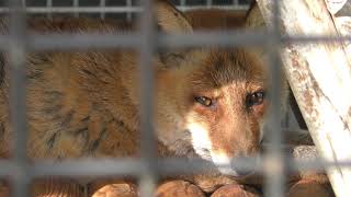 ホンドギツネ (周南市 徳山動物園) 2019年4月26日