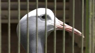 Blue crane (Hamamatsu Zoological Gardens, Shizuoka, Japan) July 1, 2018