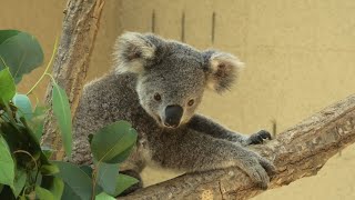 コアラ舎 (神戸市立 王子動物園) 2020年8月4日